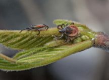 Two female ticks on a leaf. Photo by Neil Burton / Shutterstock.com
