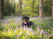 Photo by PhotoDOGraphy/shutterstock.com