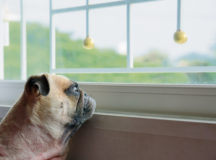 Photo by fongleon356/Shutterstock.com