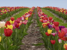 Cut your own flowers (Blumen zum Selbstschneiden)