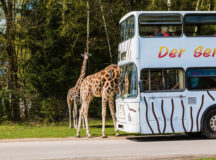 Serengeti Park photo by KELENY/Shutterstock.com