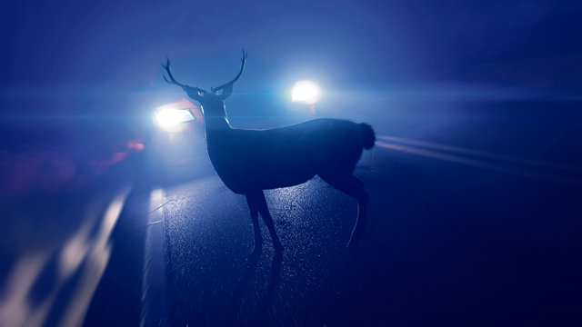 Wildlife Accident Reporting