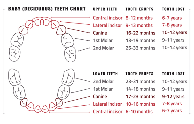 Childhood dental milestones