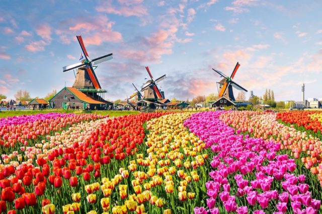 Dutch Tulips Blossom