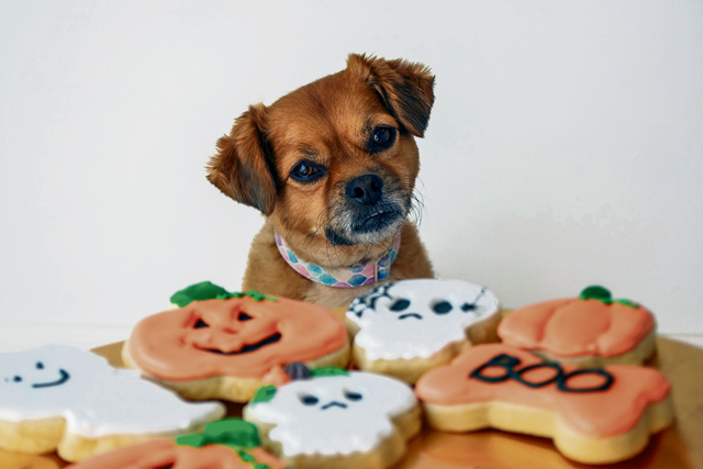 Healthy Halloween treats for healthy dogs