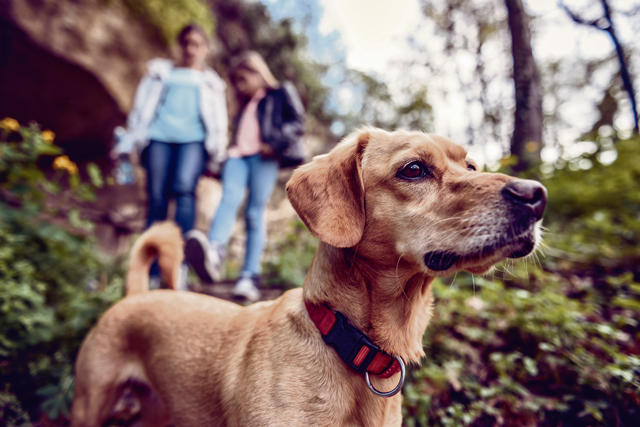 Dog-friendly hiking in the KMC