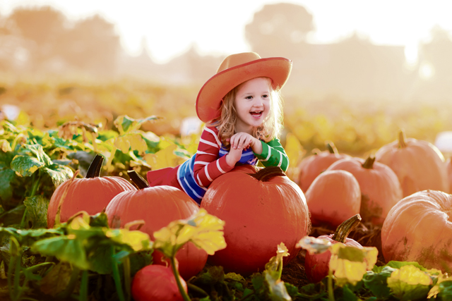 Round, orange, good for your soul: German pumpkin fests