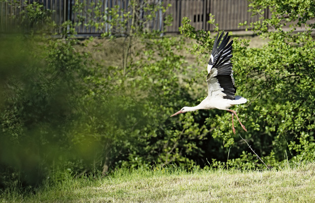 Storks in Germany: Feathered friends, folklore, fantastic flights