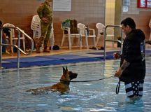 More than 20 military working dogs from five kennels across Germany traded their usual training grounds for the pool deck during a first-of-its-kind water familiarization and enrichment event hosted by the Veterinary Medical Center Europe.