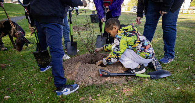 A student from Vogelweh Elementary School plants a bush during an Earth Day event at Vogelweh Military Complex, April 22, 2026. The activity gave students an opportunity to contribute directly to improving shared community spaces. (U.S. Air Force photo by Senior Airman Olivia Sampson)