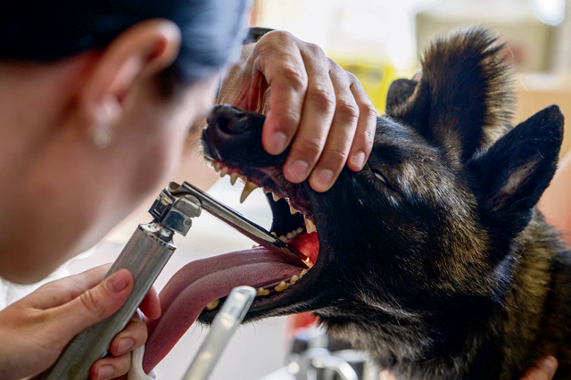 Early dental care keeps Spangdahlem Air Base military working dogs’ bite in the fight